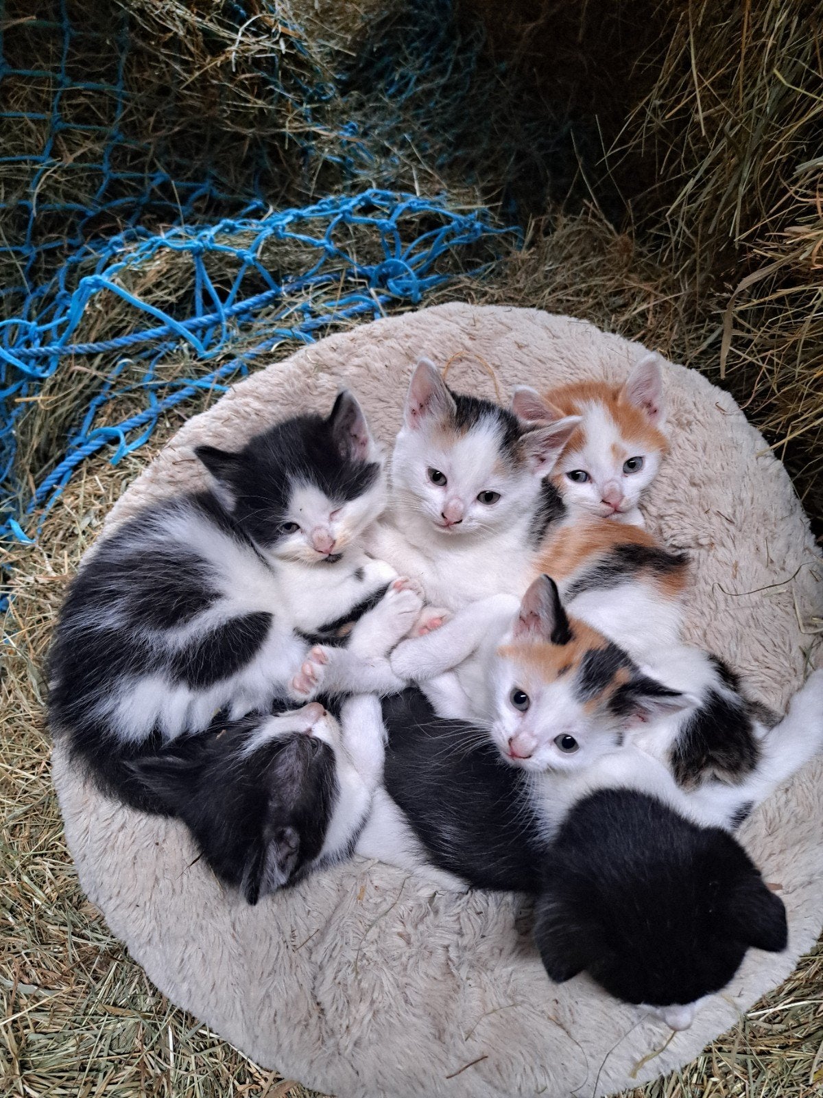 Super lieve kittens van de boerderij!, Meerdere dieren, Ontwormd, 0 tot 2 jaar