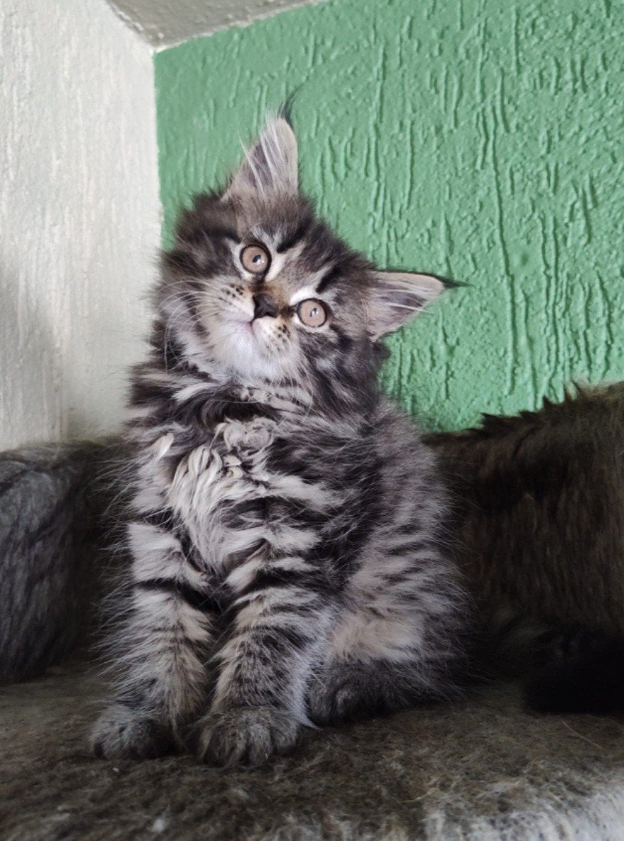 Vader Maine Coon met stamboom, moeder Maine Coon/Perz., Meerdere dieren, Met stamboom, 0 tot 2 jaar