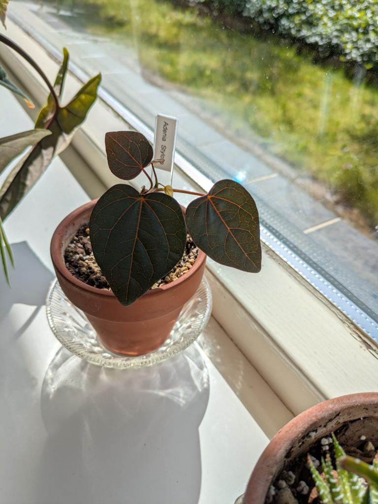 Zeldzaam Caudex Adenia Stylosa, Huis en Inrichting, Kamerplanten, Ophalen of Verzenden