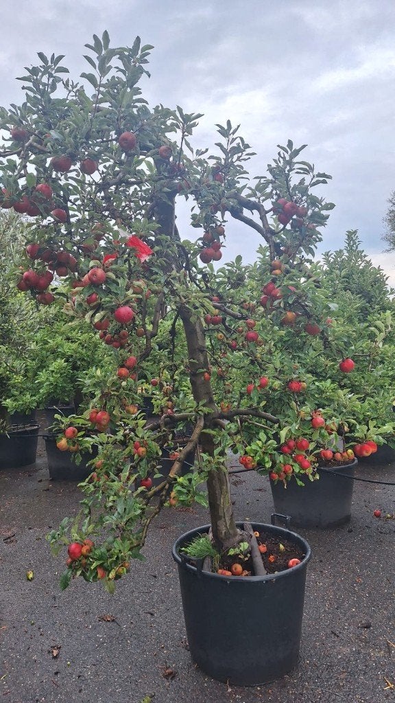 Elstar Appelbomen, Lente, In pot, Ophalen of Verzenden, Appelboom