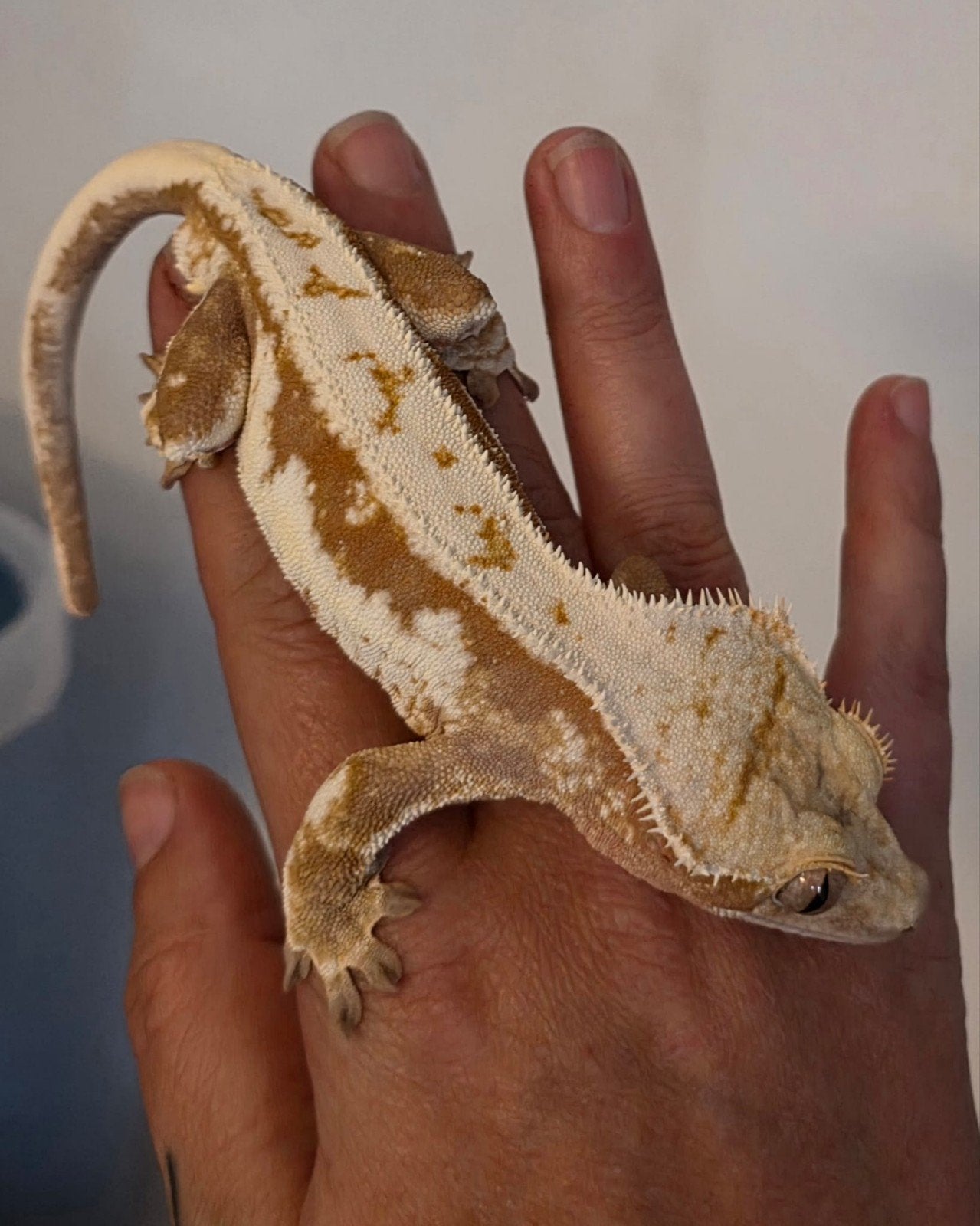 Wimpergekko crested gekko, Dieren en Toebehoren, Hagedis, Tam, 0 tot 2 jaar