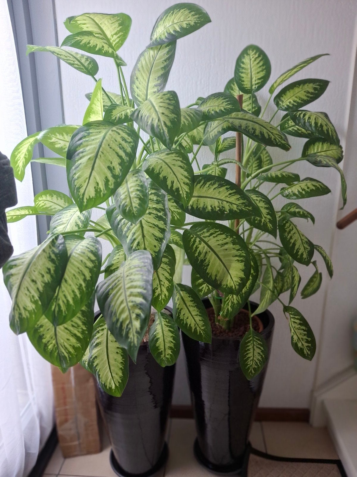 Grote Dieffenbachia Kamerplanten in Pot, Huis en Inrichting, Kamerplanten, 100 tot 150 cm, Overige soorten, In pot, Groene kamerplant