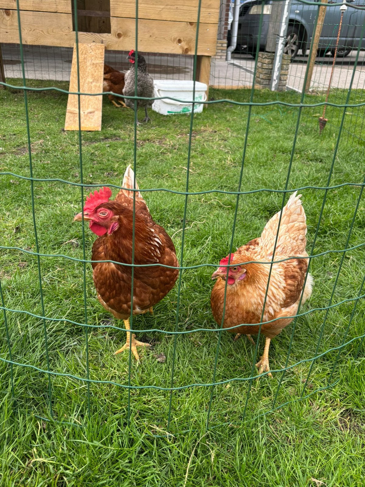 4 hennen!, Vrouwelijk, Kip