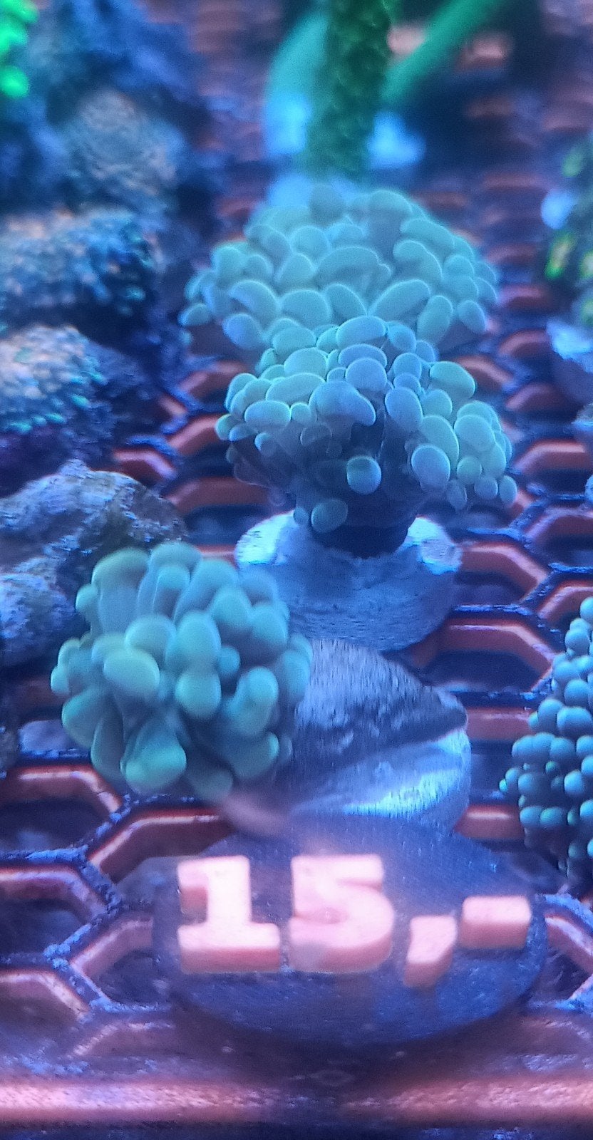 geel/grijze hamer, Dieren en Toebehoren, Vissen | Aquariumvissen, Vis, Zoutwatervis