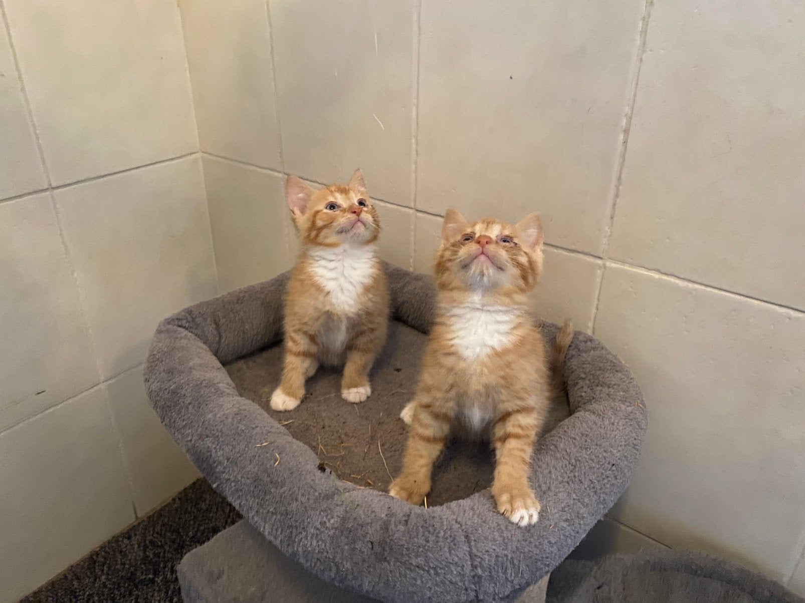 Prachtige kittens, Meerdere dieren