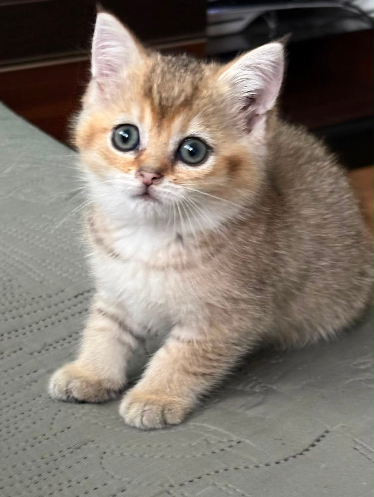 Britse korthaar kittens, Dieren en Toebehoren, Meerdere dieren, Kortharig, 0 tot 2 jaar