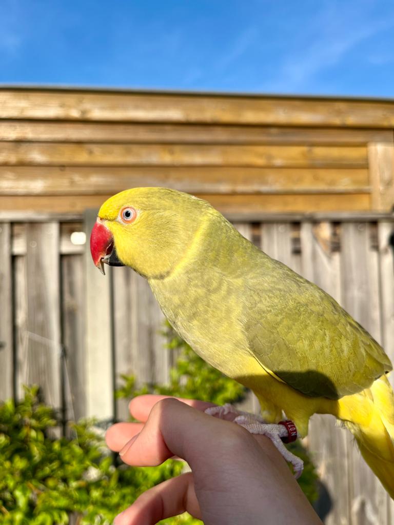 Groene Halsbandparkiet, MET kooi en speeltjes, Dieren en Toebehoren, Vrouwelijk, Parkiet, Geringd