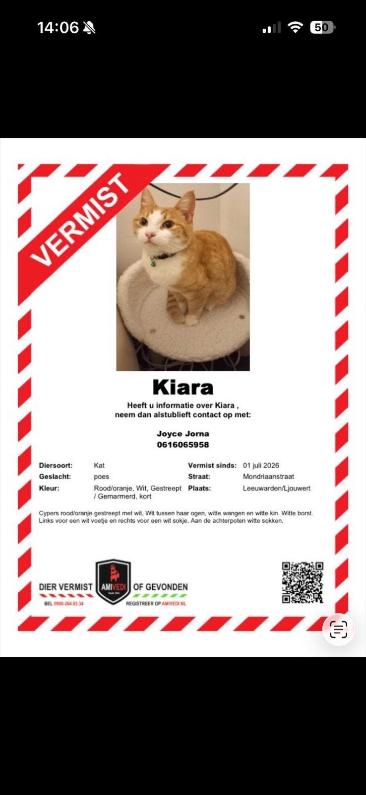 Vermist, Dieren en Toebehoren, Kat