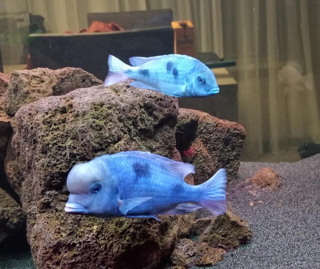 Cyrtocara moorii F1, Dieren en Toebehoren, Vissen | Aquariumvissen, Vis, Zoetwatervis