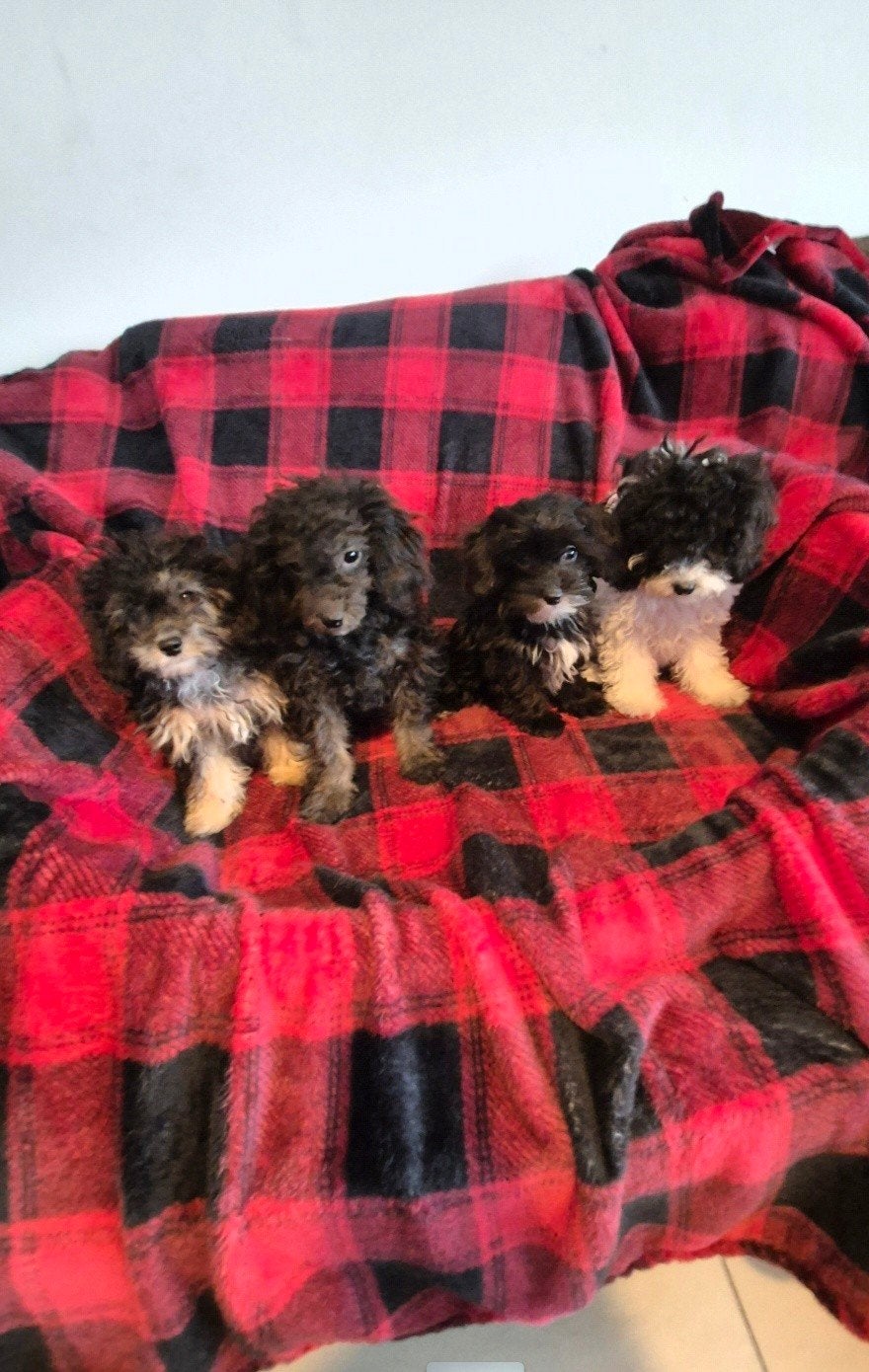 Maltipoo / Boompoo puppies!, CDV (hondenziekte), 8 tot 15 weken, Meerdere, Meerdere dieren