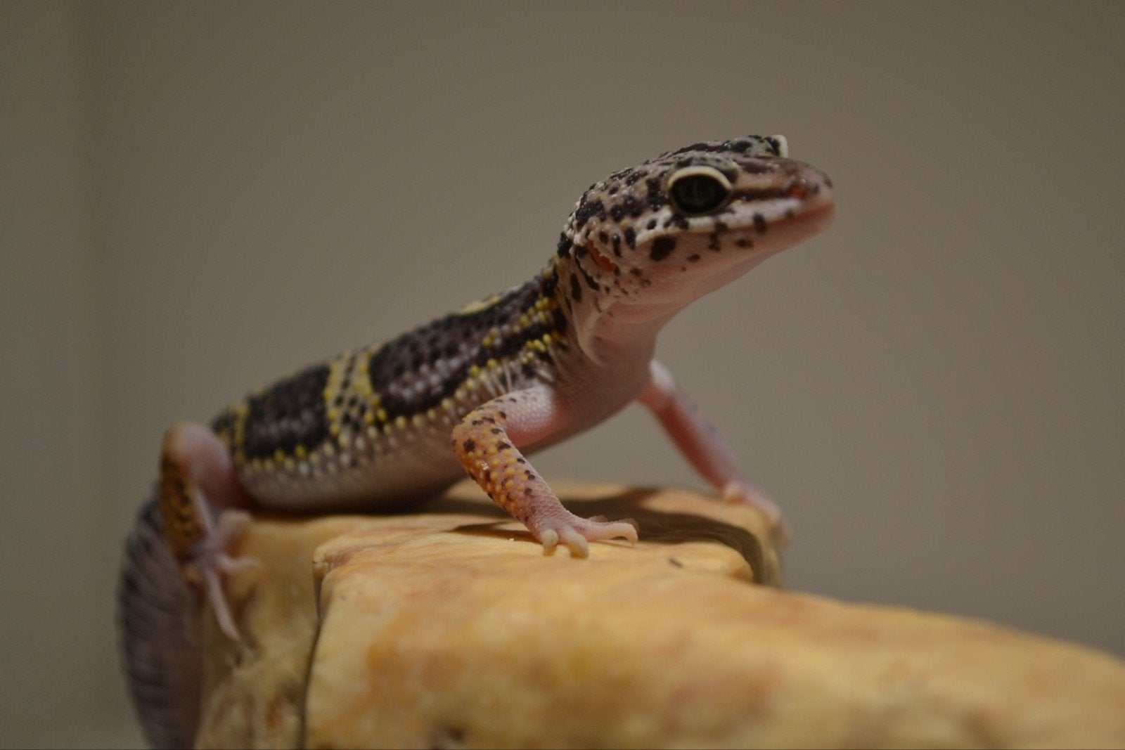 Luipaardgekko nakweek te koop!, Hagedis, Tam, 0 tot 2 jaar