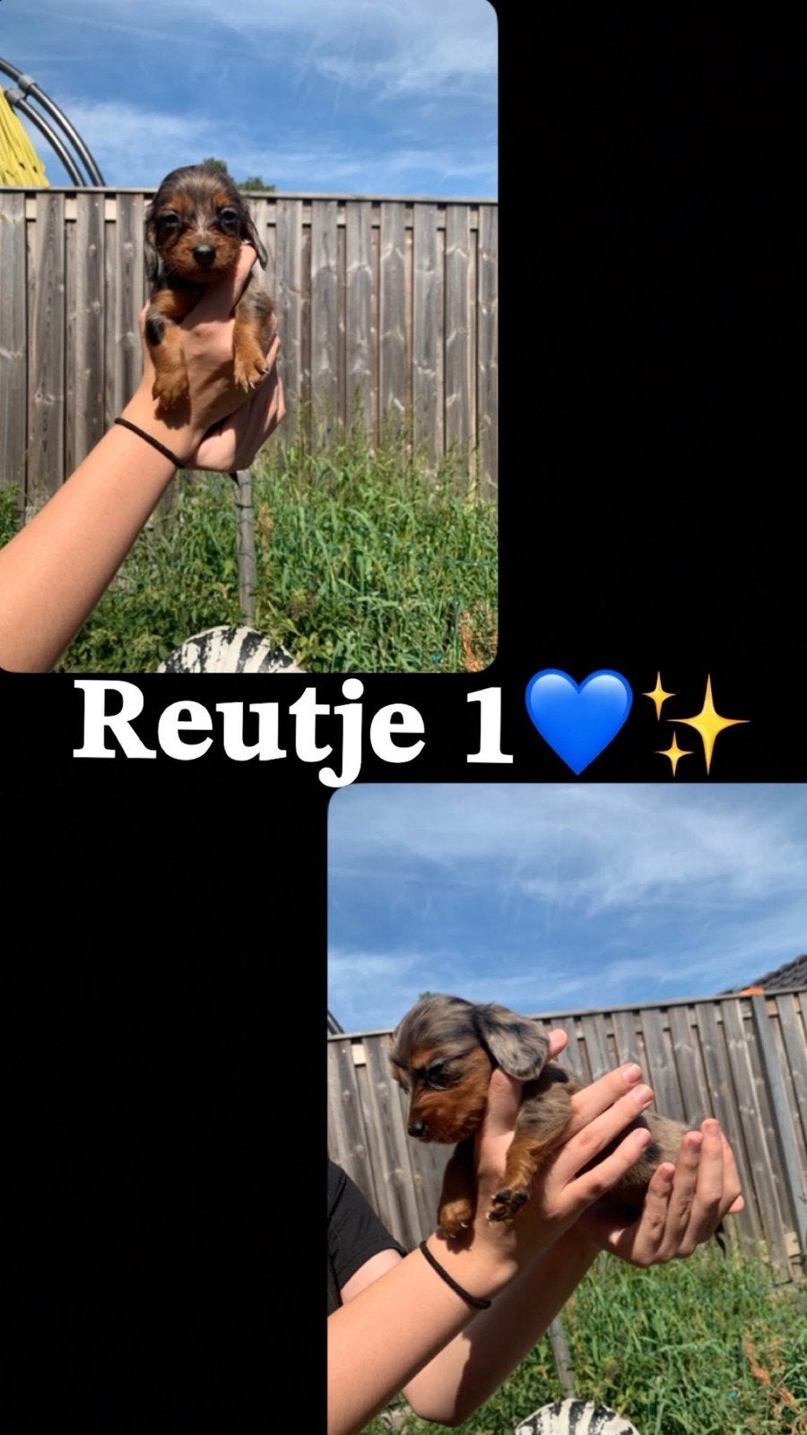 Prachtige Kaninchen/Dwergteckel pups (half langhaar), 8 tot 15 weken, Dwerg, Langhaar, Meerdere dieren