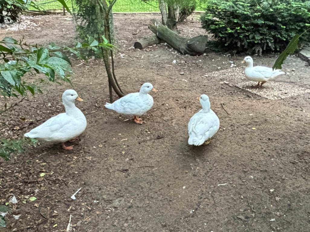 Te koop 15 witte kwakers., Meerdere dieren, Eend