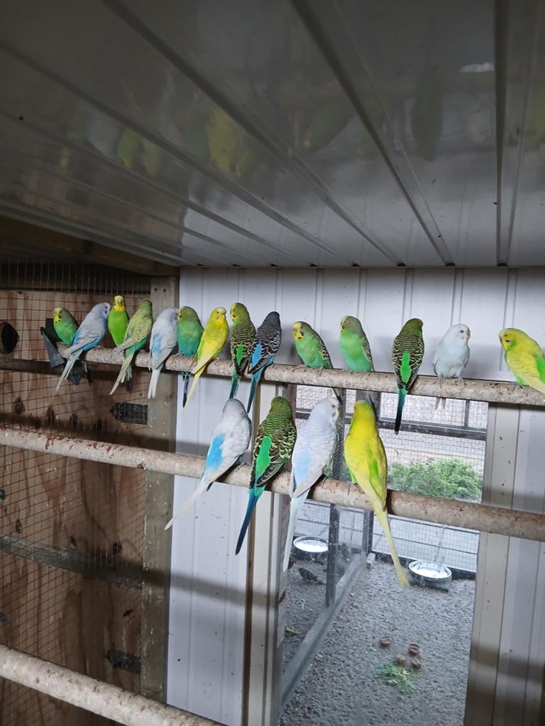 Te koop nog een paar koppels broedrijpe grasparkieten, Dieren en Toebehoren, Meerdere dieren, Parkiet