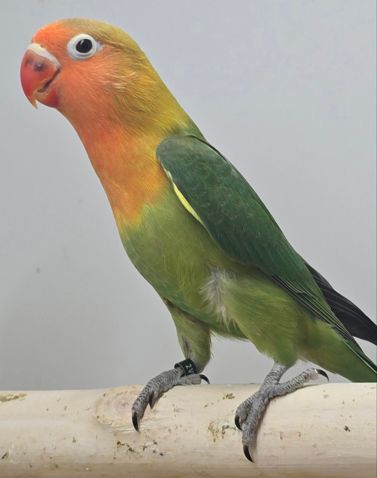 Agapornis fischerie, Dieren en Toebehoren, Geslacht onbekend, Dwergpapegaai of Agapornis, Geringd