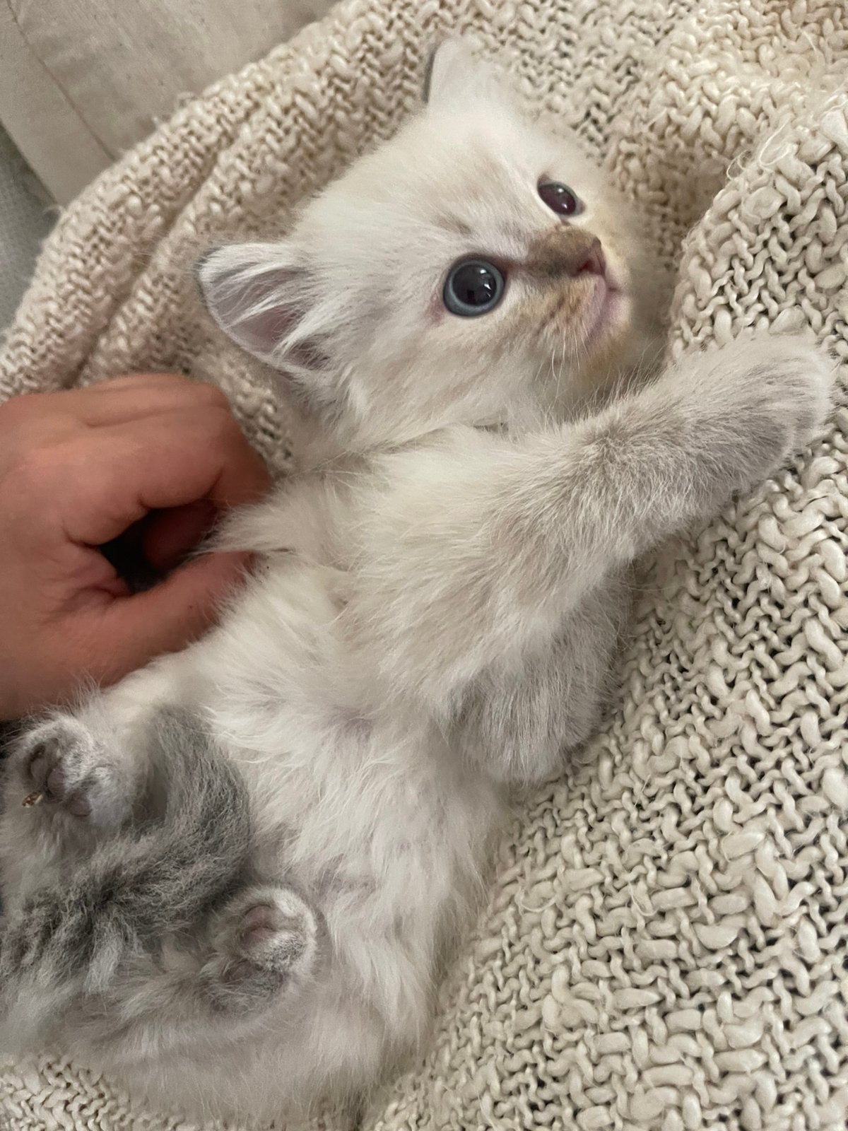 Ragdol100% kittens poesjes, Poes, Gechipt, 0 tot 2 jaar