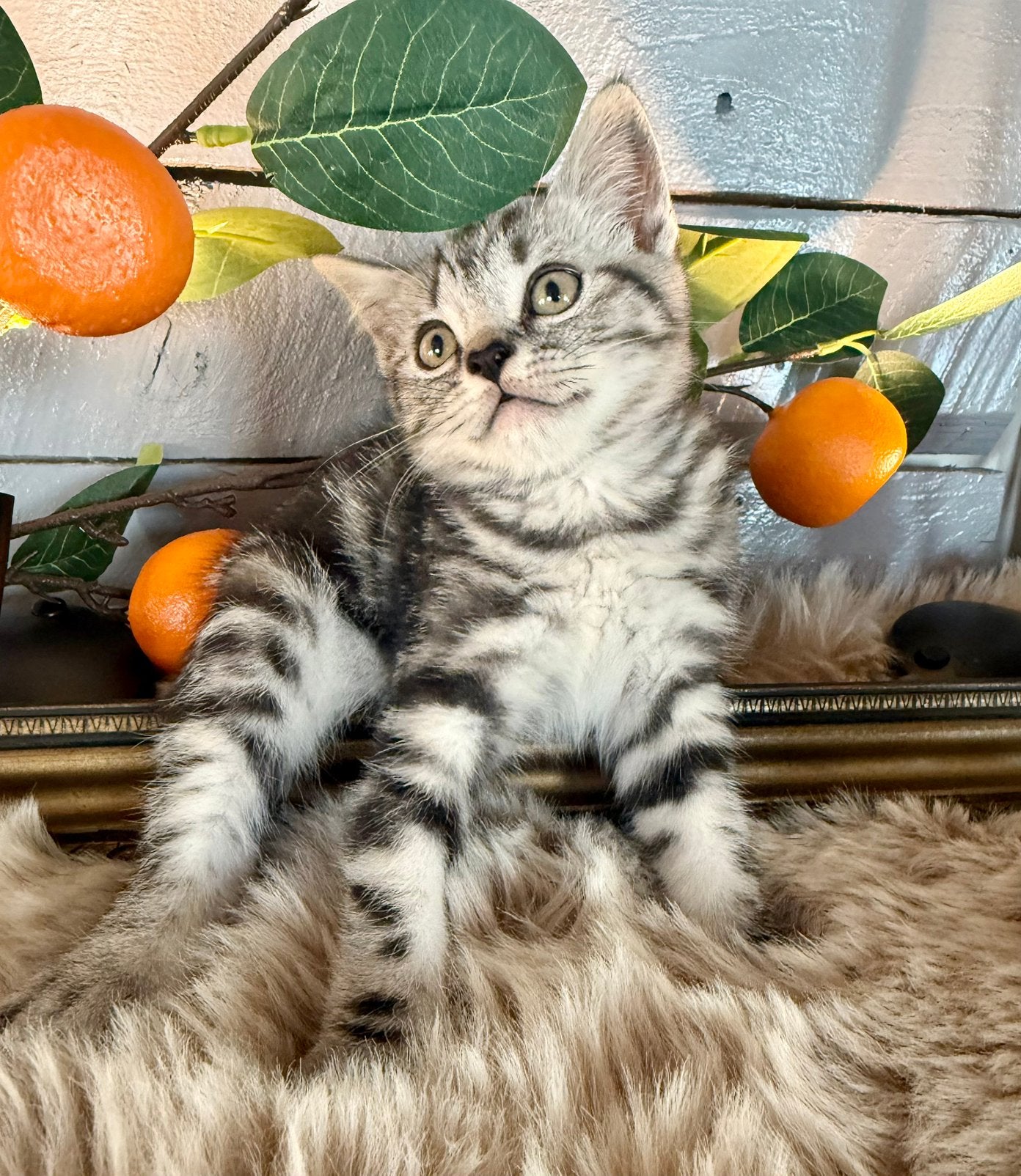 🩷💙 lieve Britse korthaar kitten whiskas met stamboom🩷💙, Meerdere dieren, Met stamboom