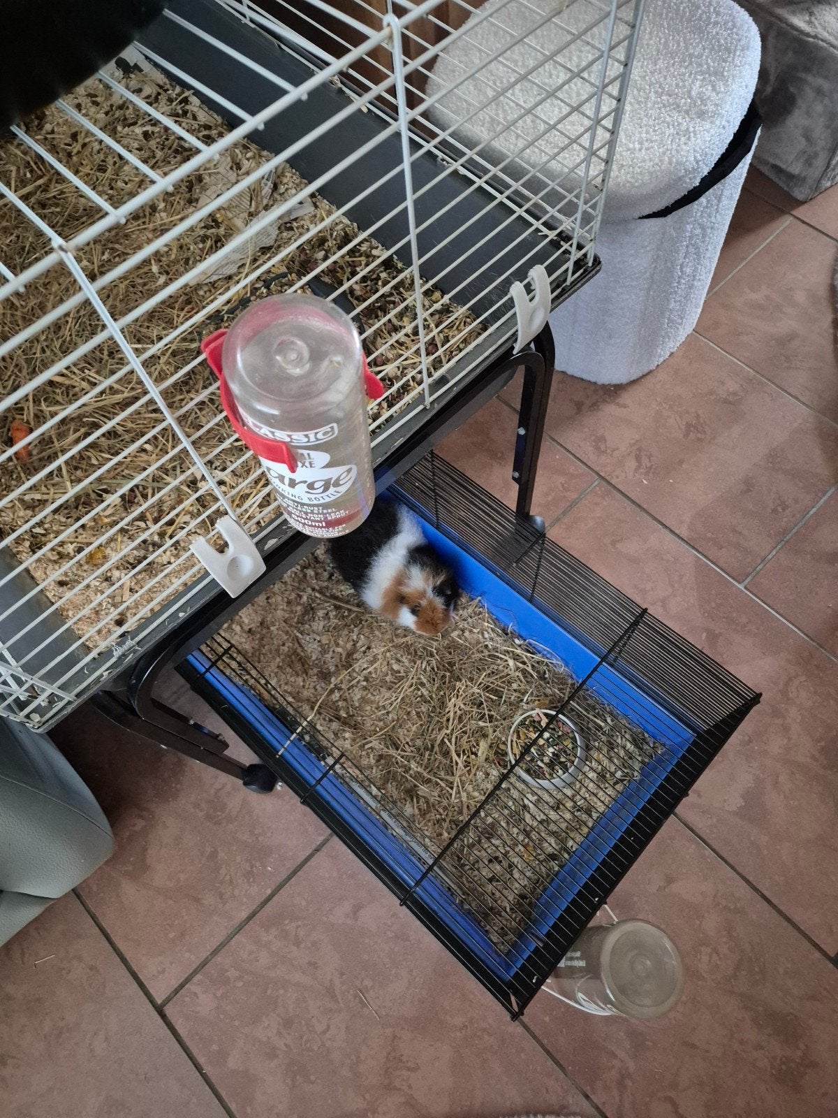 cavia beertje, Dieren en Toebehoren, Knaagdieren, April, Mannelijk, Cavia