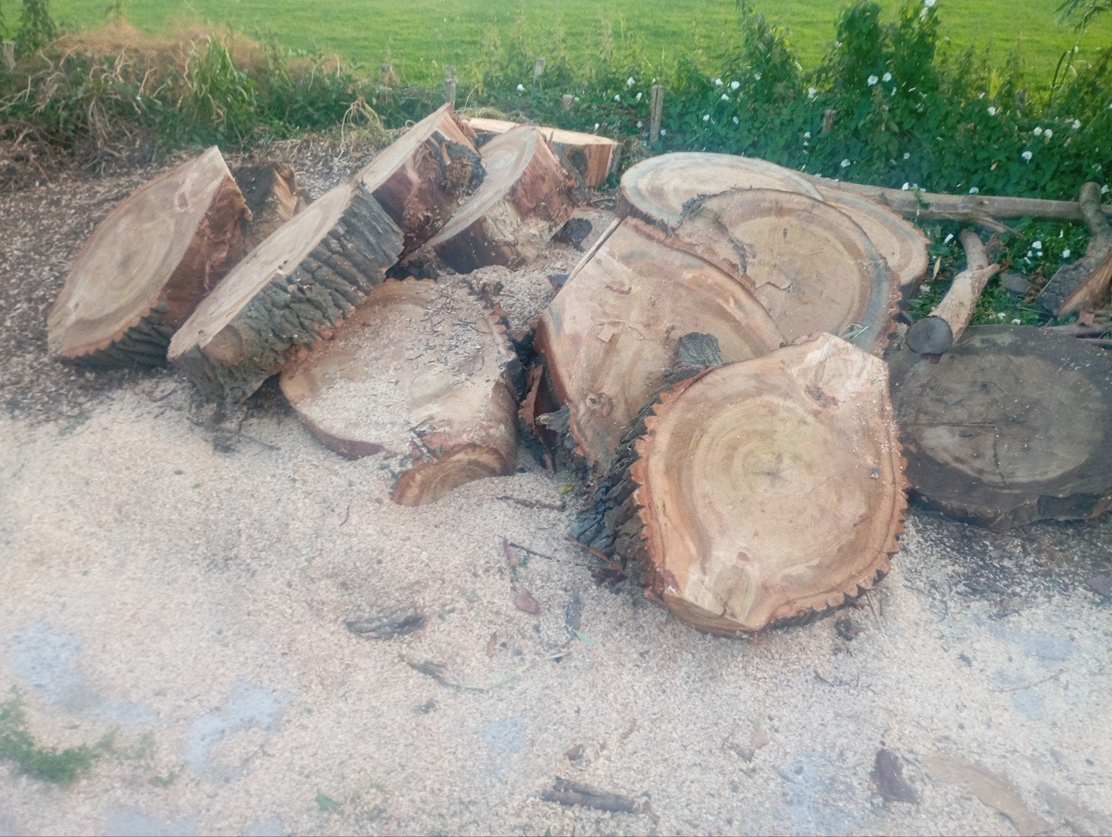tekoop schijven populieren hout, Ophalen