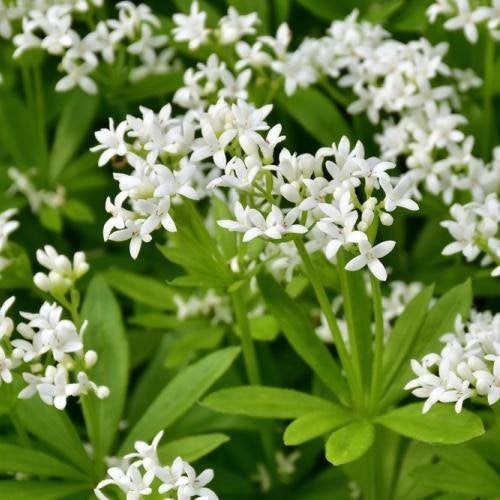 Lieve vrouwebedstro (galium odoratum) biologisch gekweekt, Overige soorten, Volle zon, Vaste plant, Ophalen of Verzenden