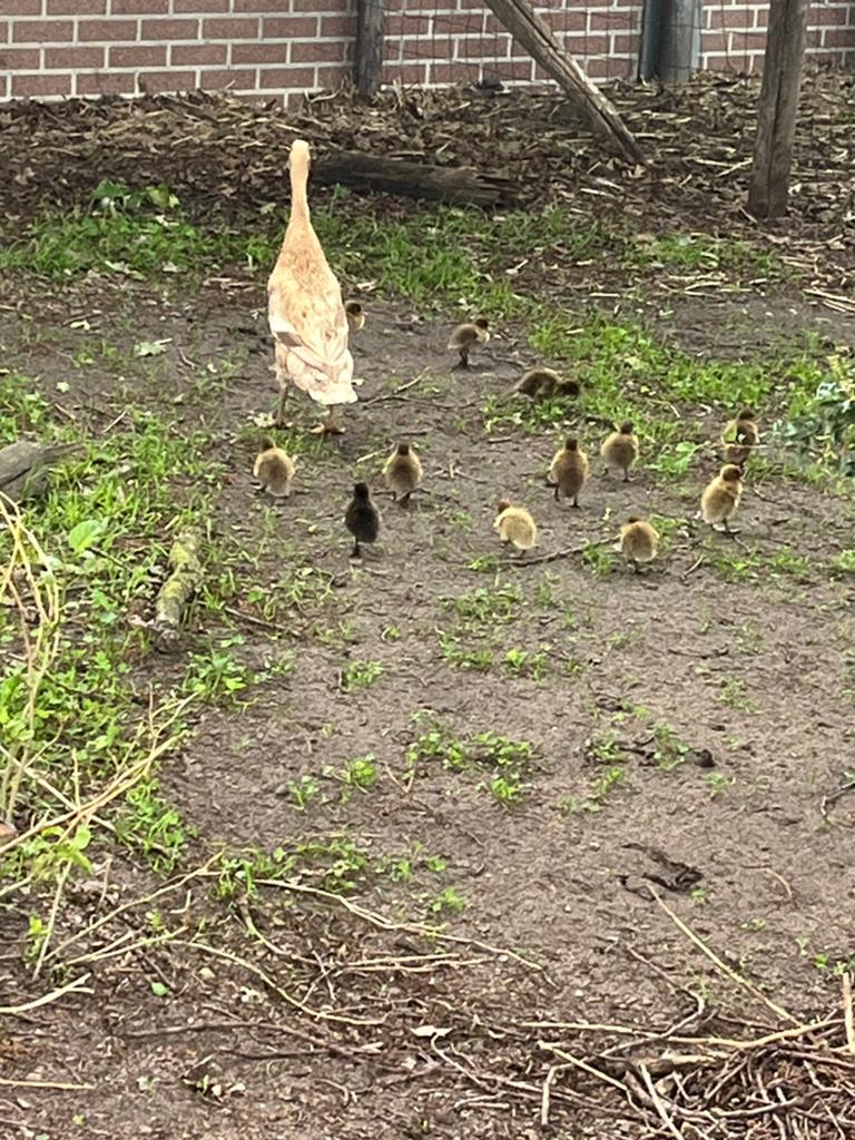 Super schattige loopeendjes, Meerdere dieren, Eend