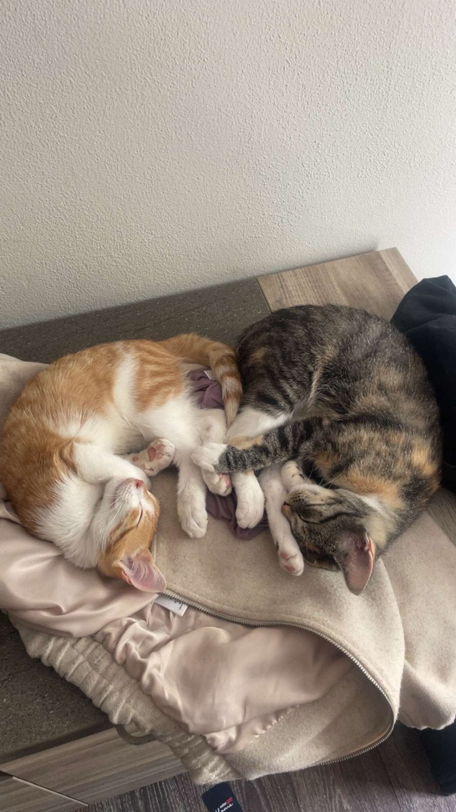 Katten te koop, Dieren en Toebehoren, Poes