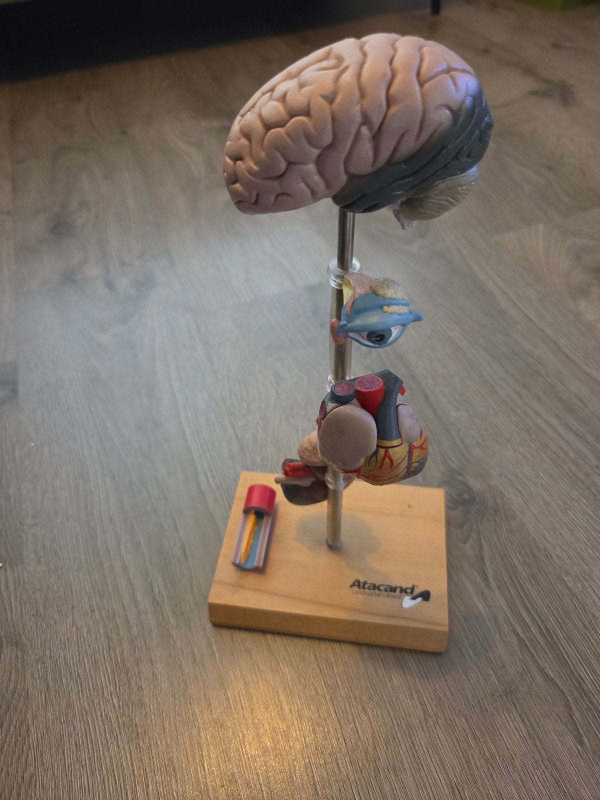 Anatomisch model: hersenen, oog en hart op standaard, Ophalen of Verzenden, Gebruikt