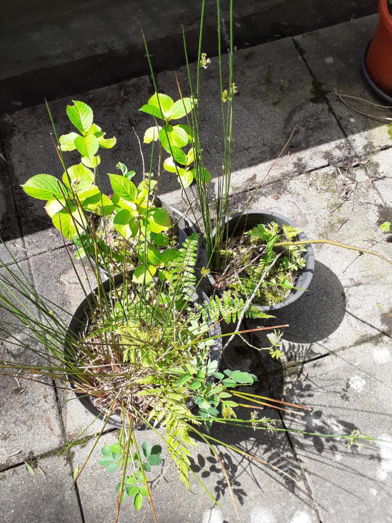 3 buitenplanten gratis ophalen, Ophalen, Vaste plant, Overige soorten, Volle zon