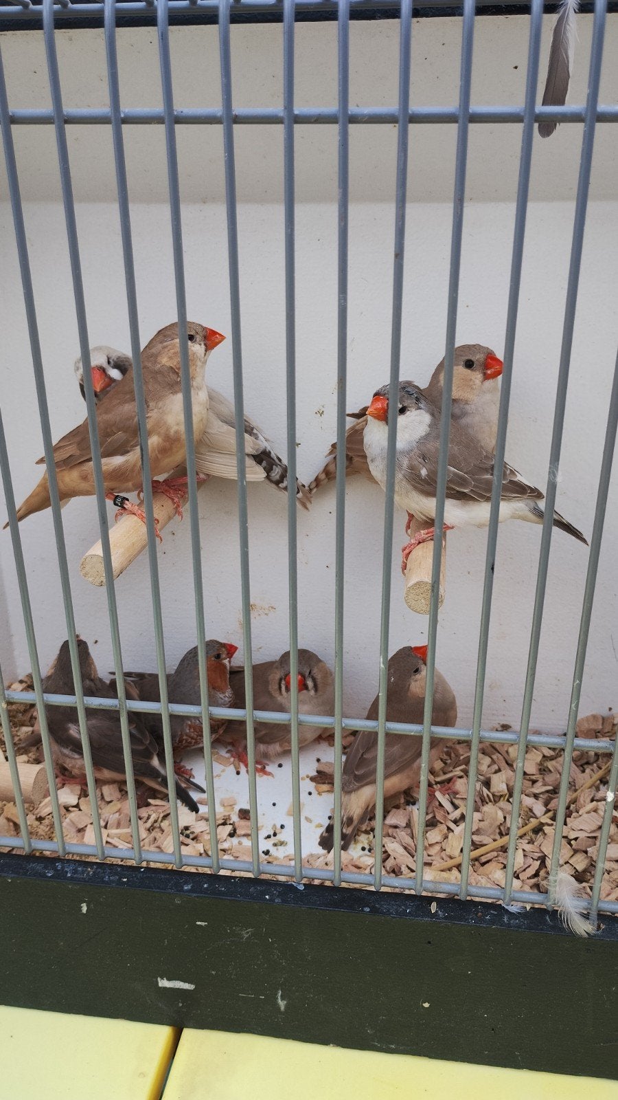 8 zebravinken, Dieren en Toebehoren, Vogels | Overige Vogels, Meerdere dieren