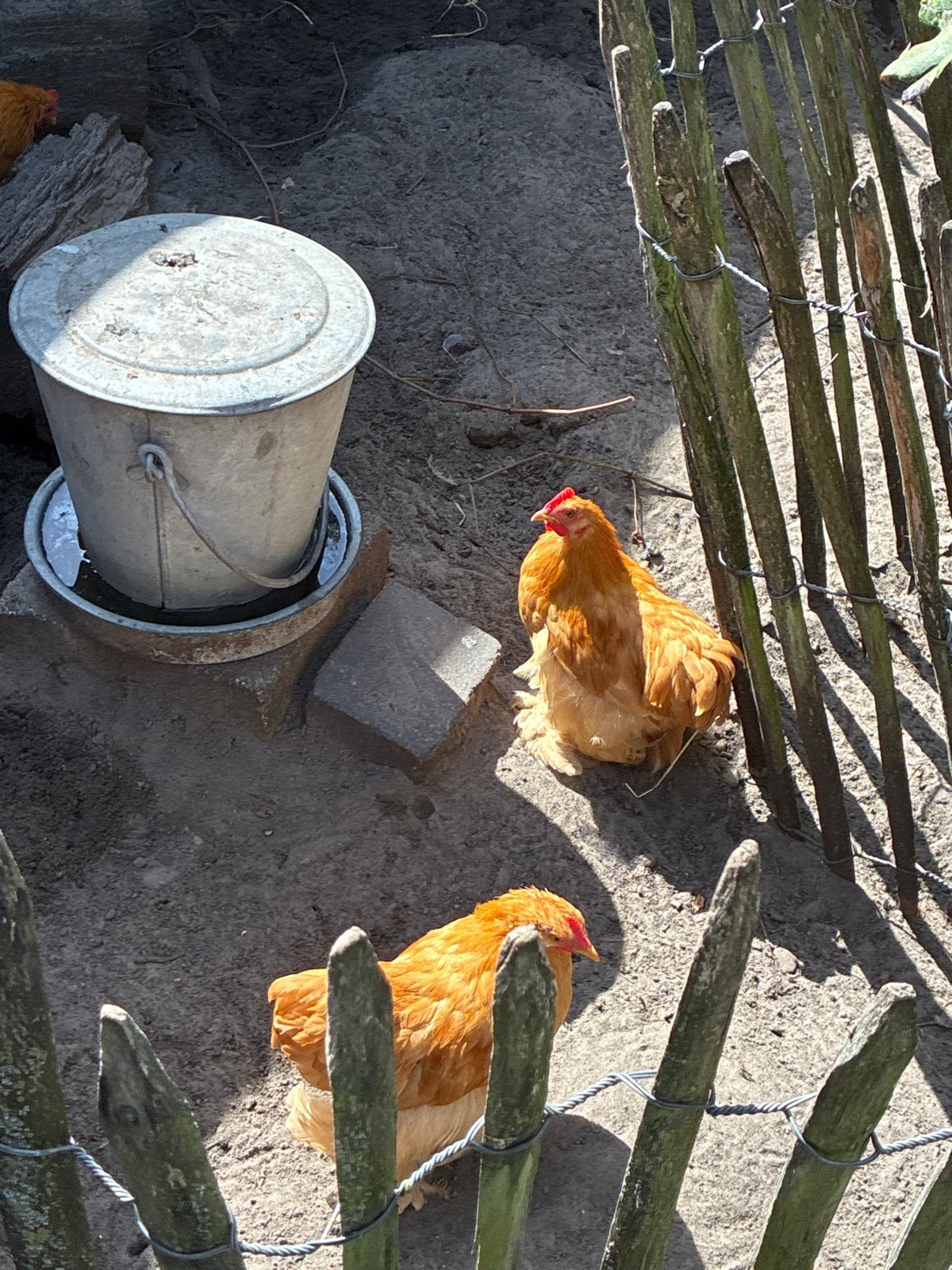3 haantjes cochin, Dieren en Toebehoren