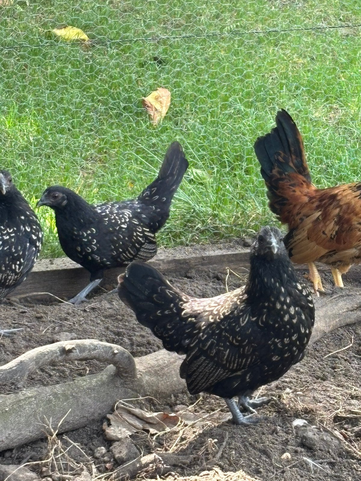 Diversen krielkippen, Dieren en Toebehoren, Pluimvee, Meerdere dieren, Kip
