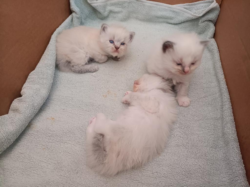 Ragdoll kittens, Meerdere dieren