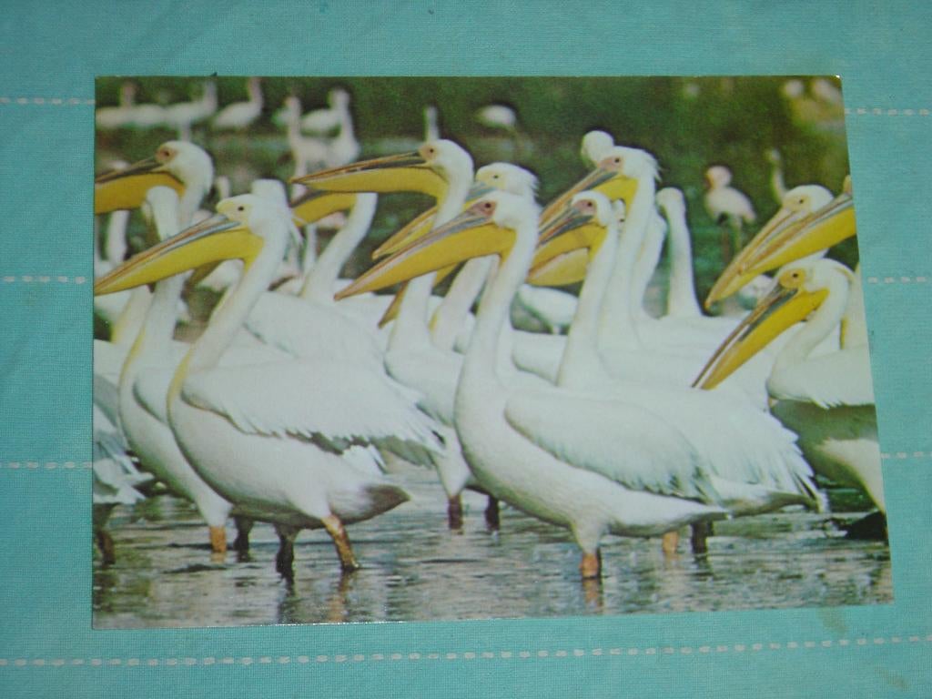 12) Kleuren ansichtkaart Pelikanen Vogels, Verzamelen, Ophalen of Verzenden, 1980 tot heden, Ongelopen, Vogel