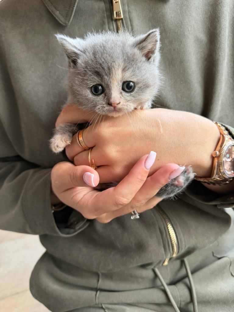 Britse korthaar kittens, Kater, Ingeënt