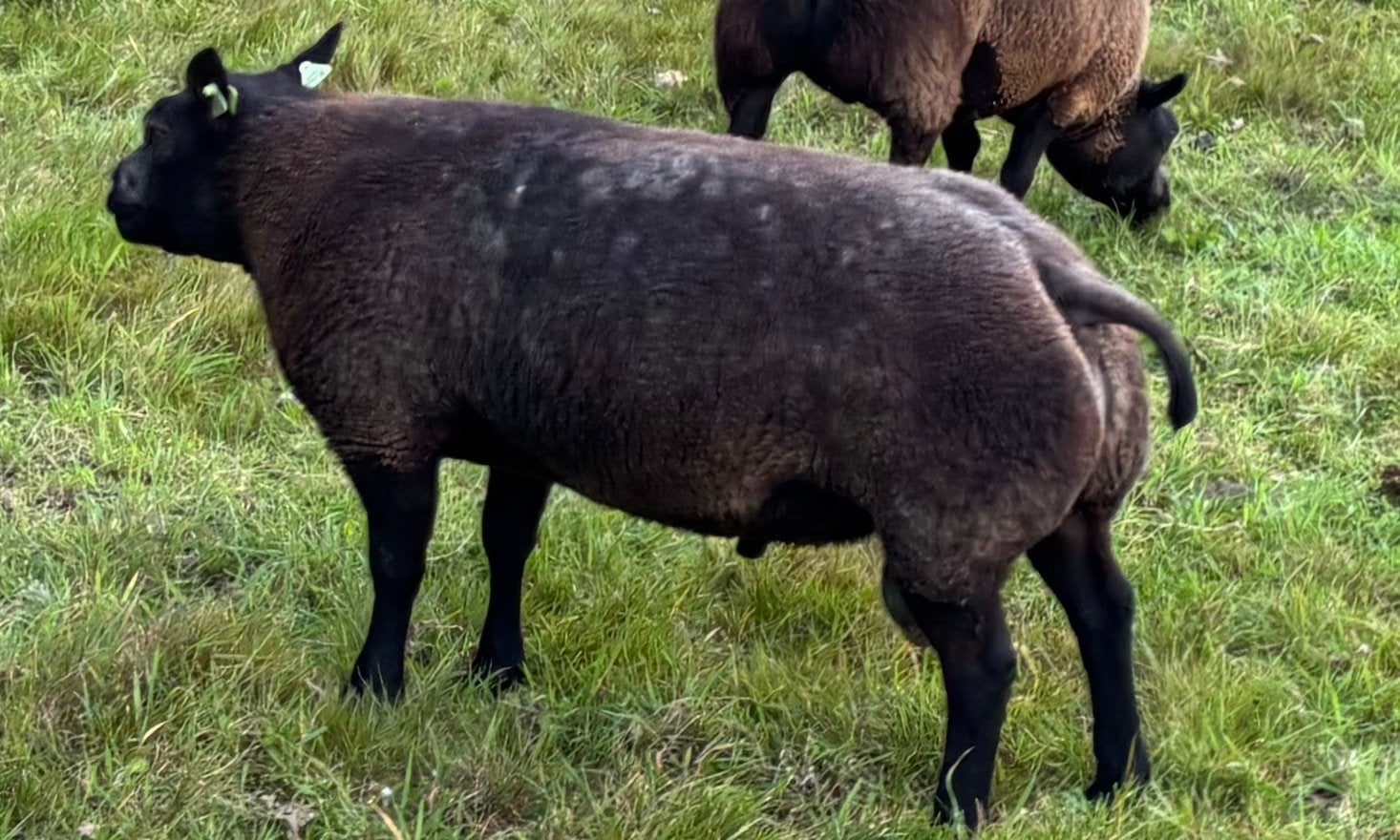 Blauwe Texelaar dekram ARR/ARR Zwoegervrij ram fokram, Dieren en Toebehoren, Mannelijk, Schaap, 3 tot 5 jaar