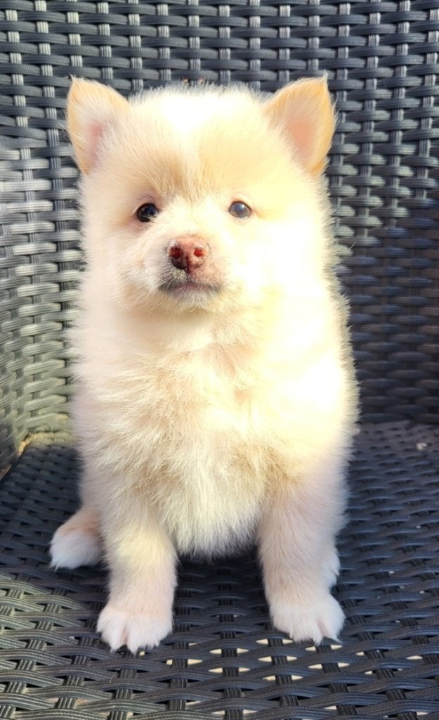 Dwergkees pups te koop, België, Particulier, 8 tot 15 weken, Meerdere