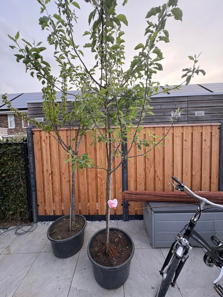 Japanse sierkers en een Malus Domestica Gala, Tuin en Terras, Ophalen, Volle zon, Overige soorten