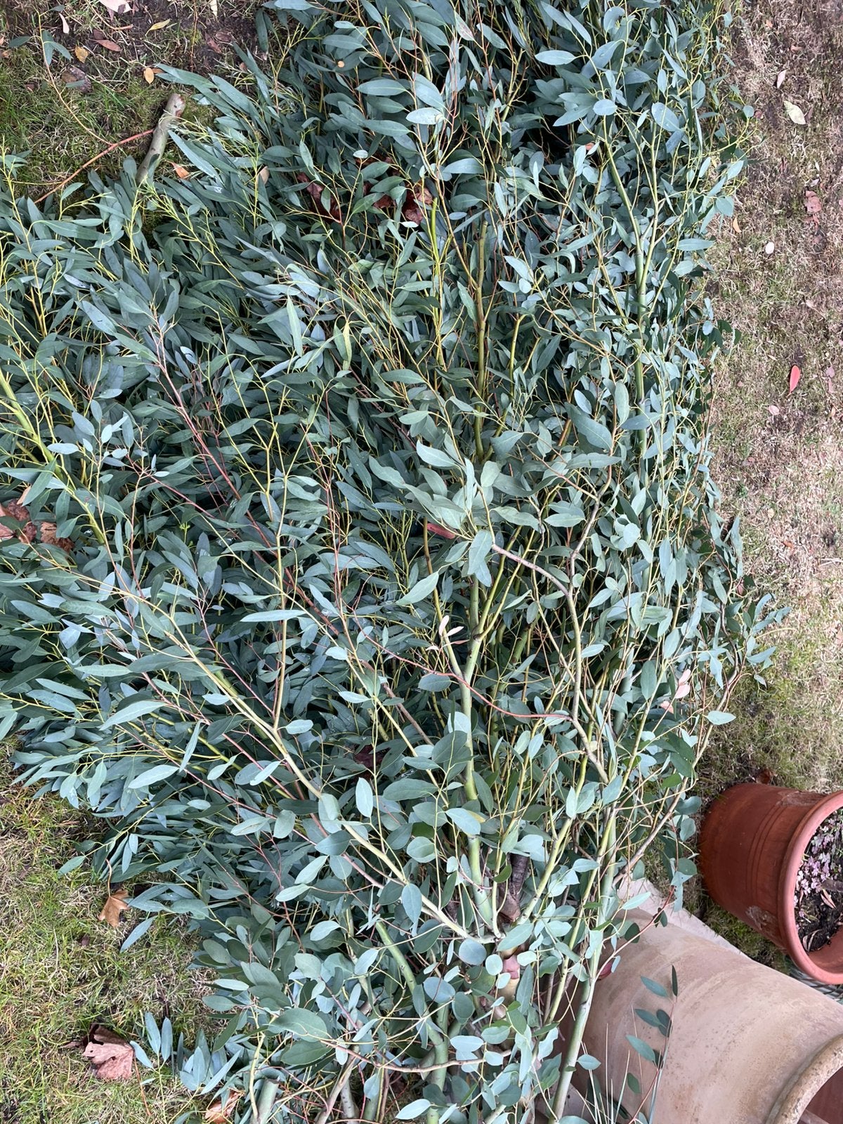 Gratis EUCALYPTUS, Ophalen, Overige soorten, Halfschaduw