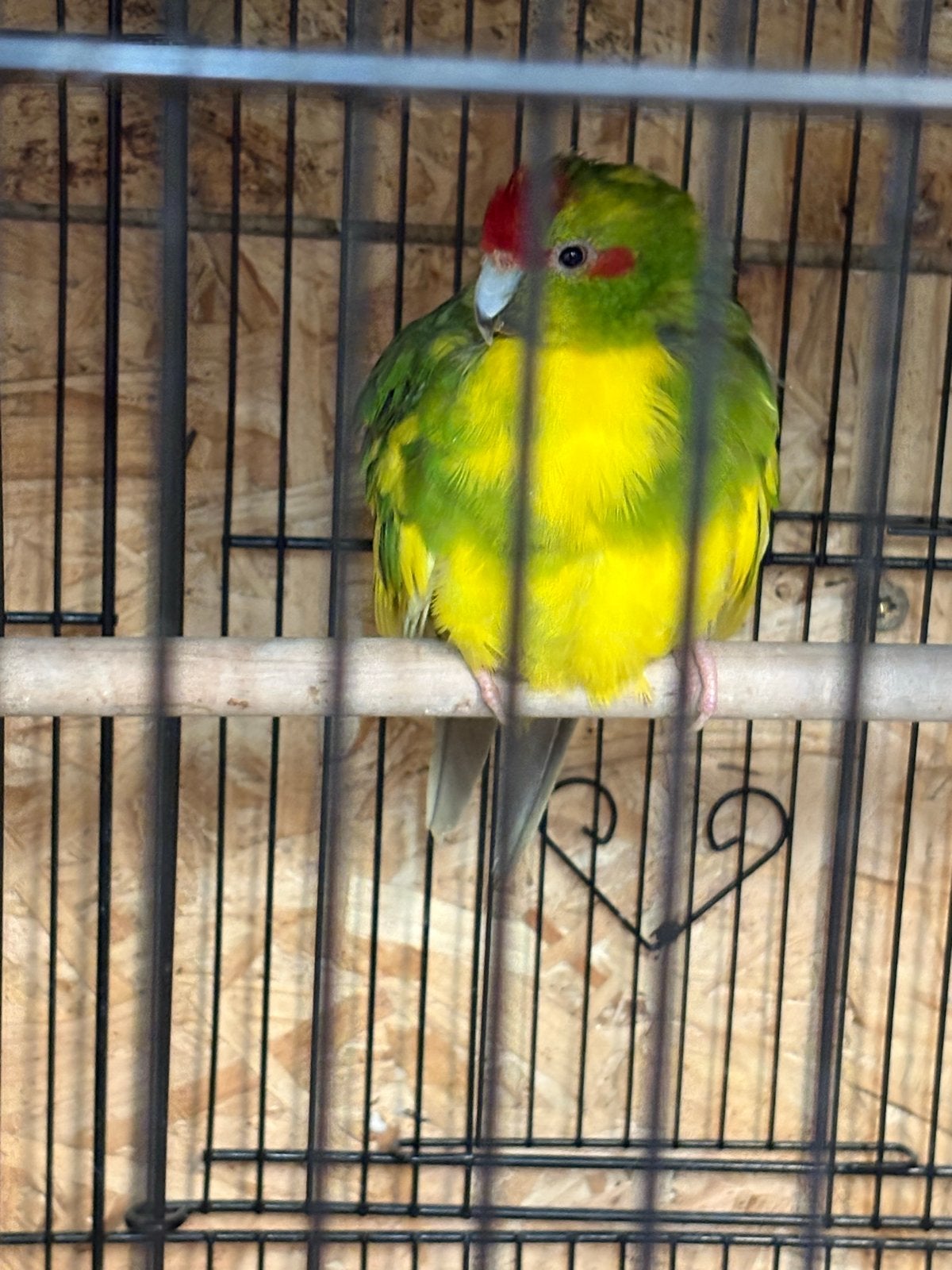 Kakariki, Dieren en Toebehoren, Vrouwelijk, Parkiet