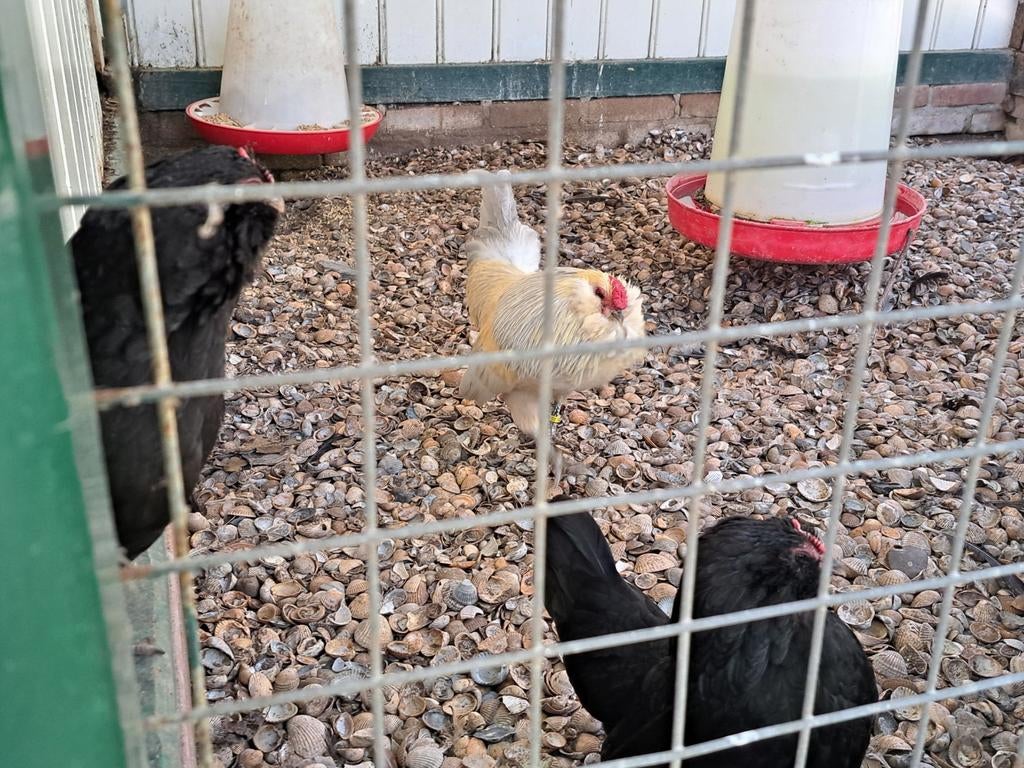 Broedeieren, Dieren en Toebehoren, Pluimvee, Geslacht onbekend, Kip