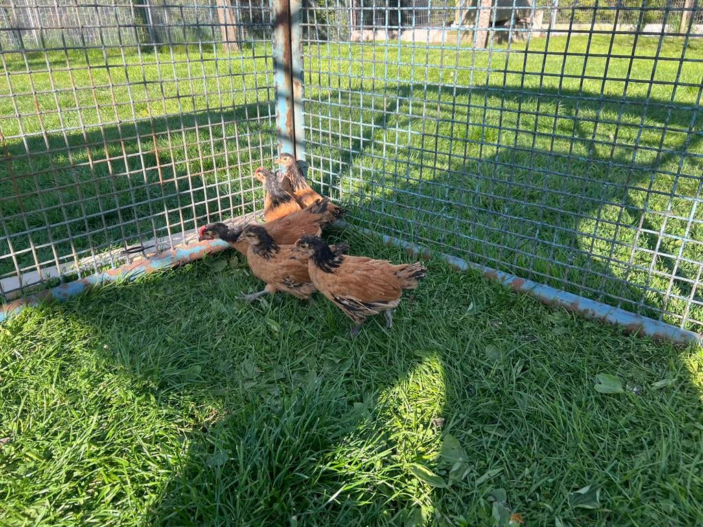 Te koop 5 kuikens, Meerdere dieren, Kip