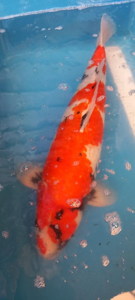 MOOIE KOIS 35 TOT 70 CM, Dieren en Toebehoren, Vissen | Vijvervissen, Karper of Koi