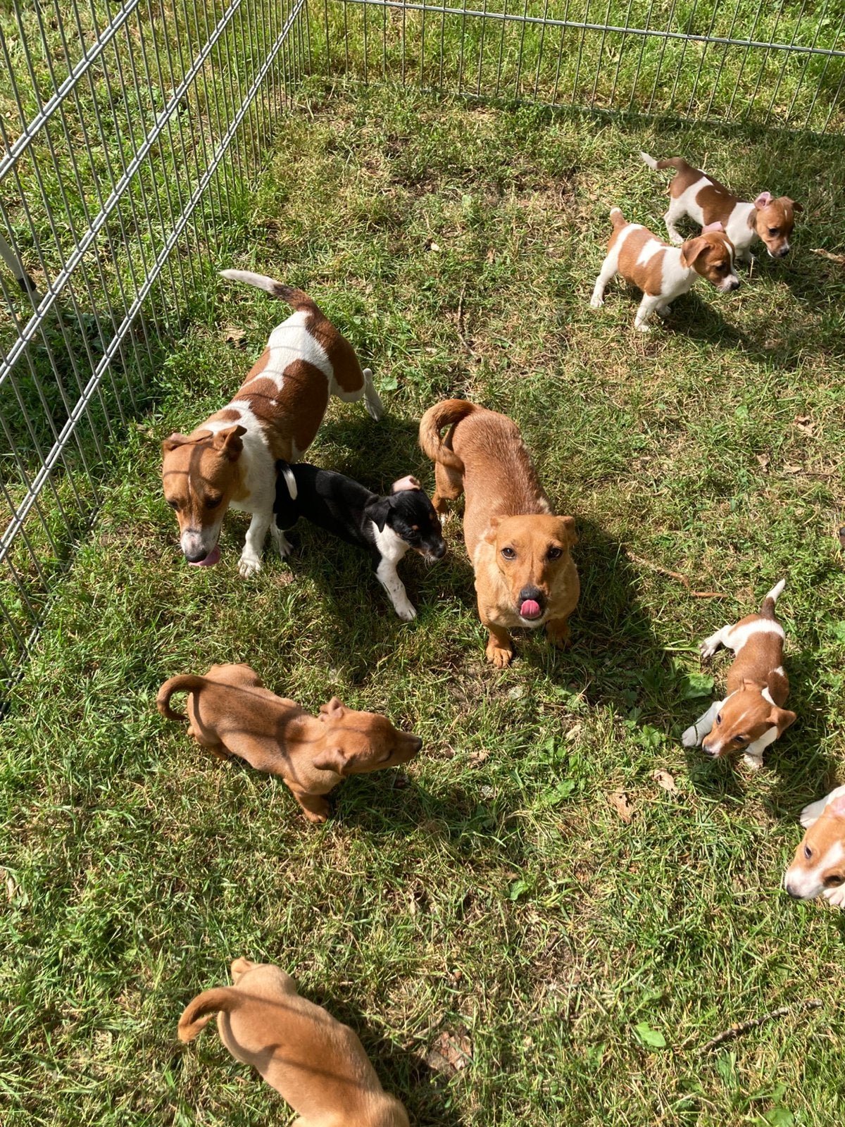 Prachtige jack russell pups, Parvo, Jack Russell Terriër, 8 tot 15 weken, Meerdere