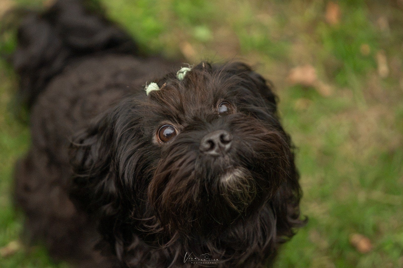 Mini Doodle Boompoo dekreu uitgebreid getest, Reu, 1 tot 2 jaar, Eén hond, Nederland