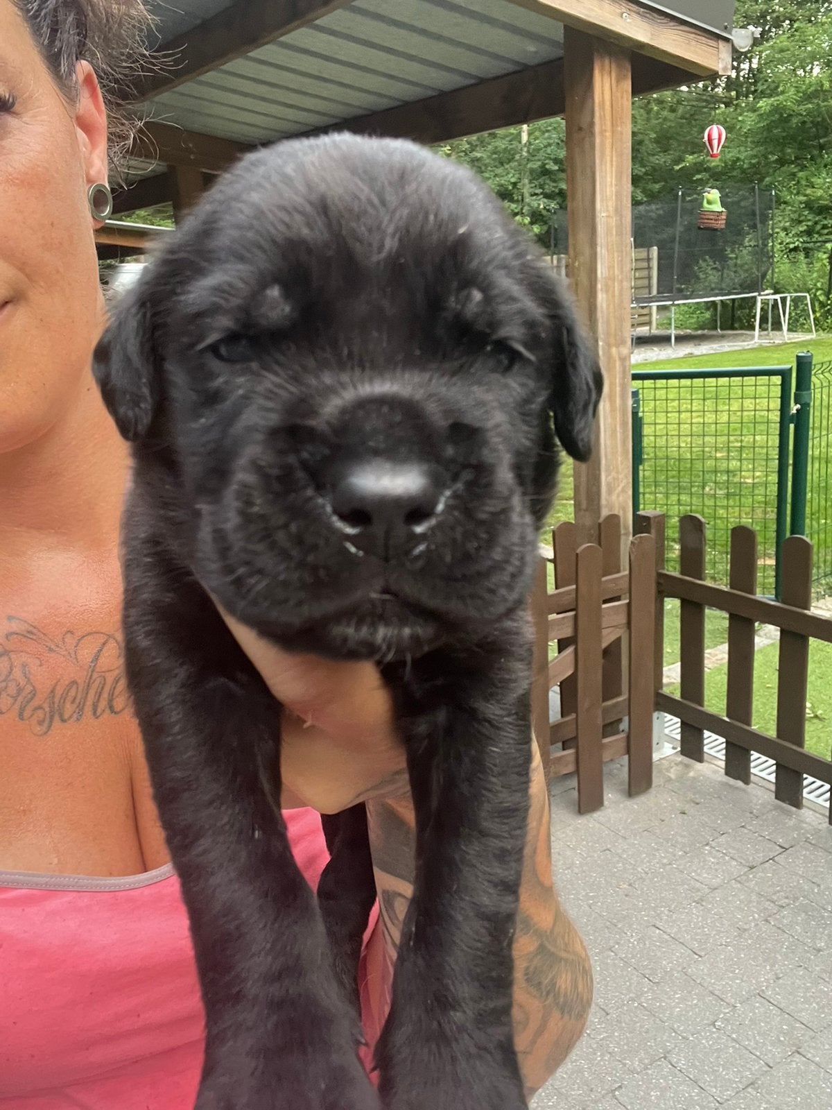 Cane corso pups met stamboom, België, Overige rassen, 8 tot 15 weken, Parvo