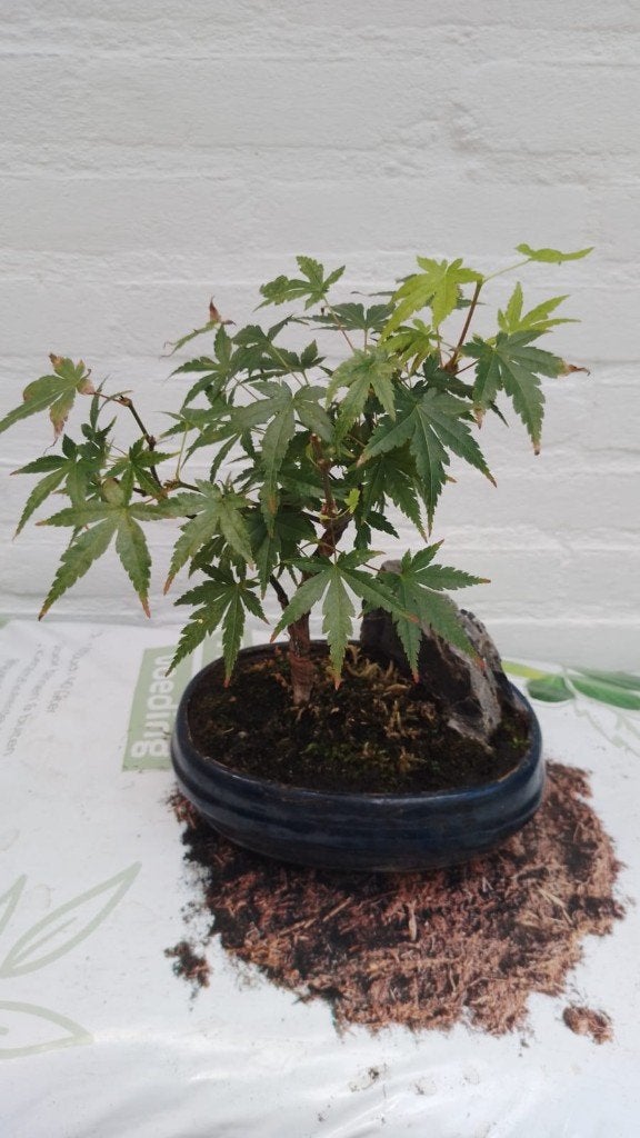 Acer Palmatum met Rots, Ophalen, Bloeit niet, Halfschaduw, Overige soorten