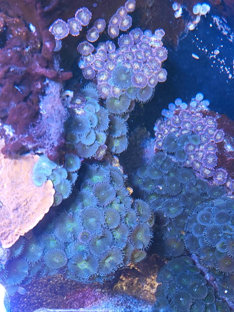 Koraal op steen zoanthus en rode ricordea oor HELE STEEN, Dieren en Toebehoren, Vissen | Aquariumvissen, Overige typen