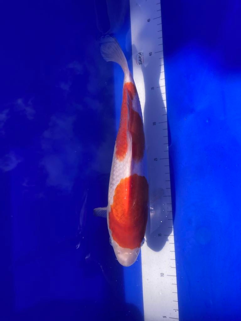 diverse koi en goudvissen tekoop weg is pech, Karper of Koi