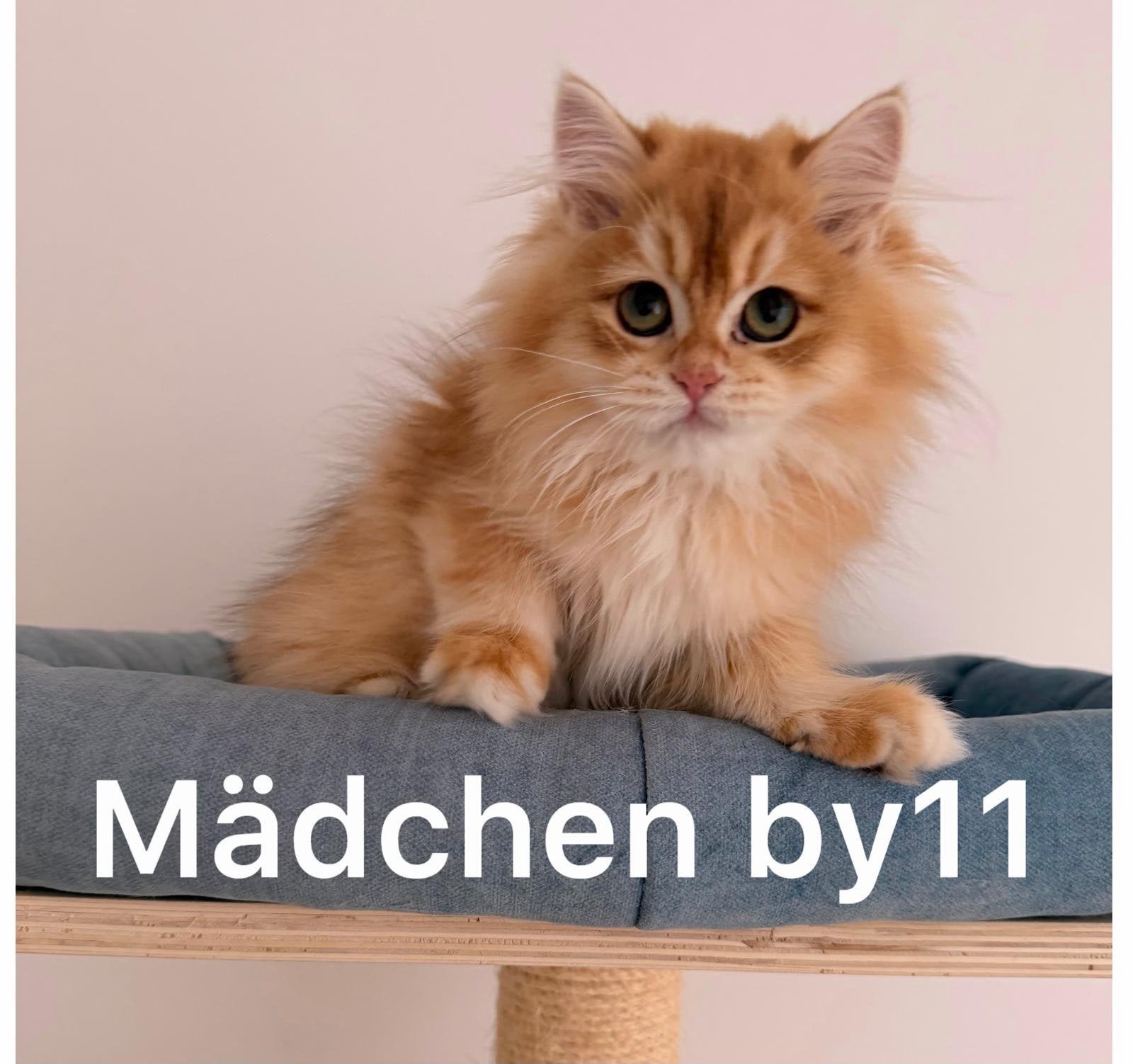 BKH Met Stamboom, Dieren en Toebehoren, Katten en Kittens | Raskatten | Korthaar, Meerdere dieren, Met stamboom