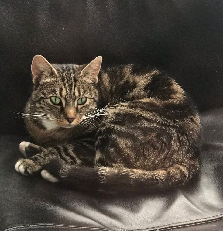 Een forever home gezocht voor Gaia, poes van 9 jaar, Poes, Kortharig, 6 jaar of ouder